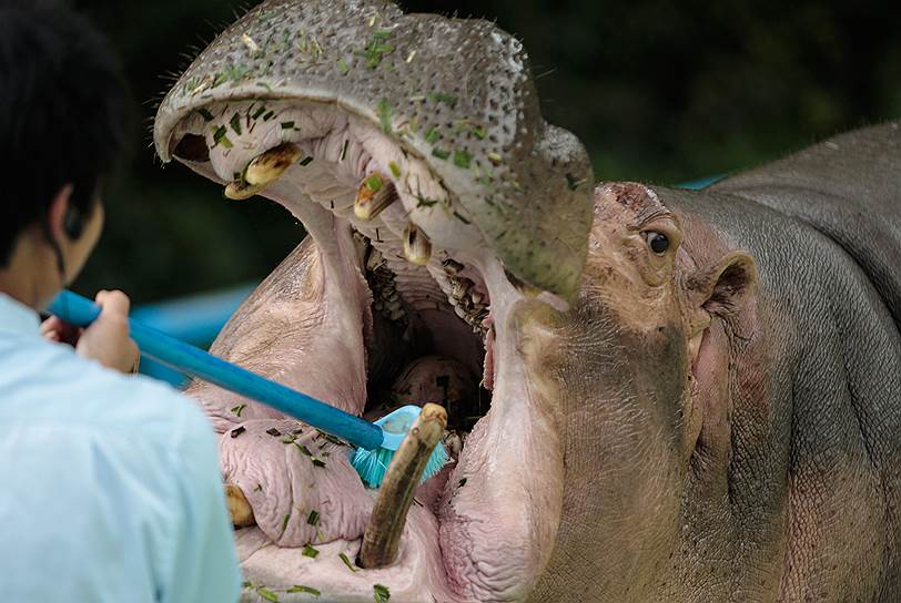 Гуанчжоу, Китай. В городском заповеднике мужчина чистит зубы бегемоту 