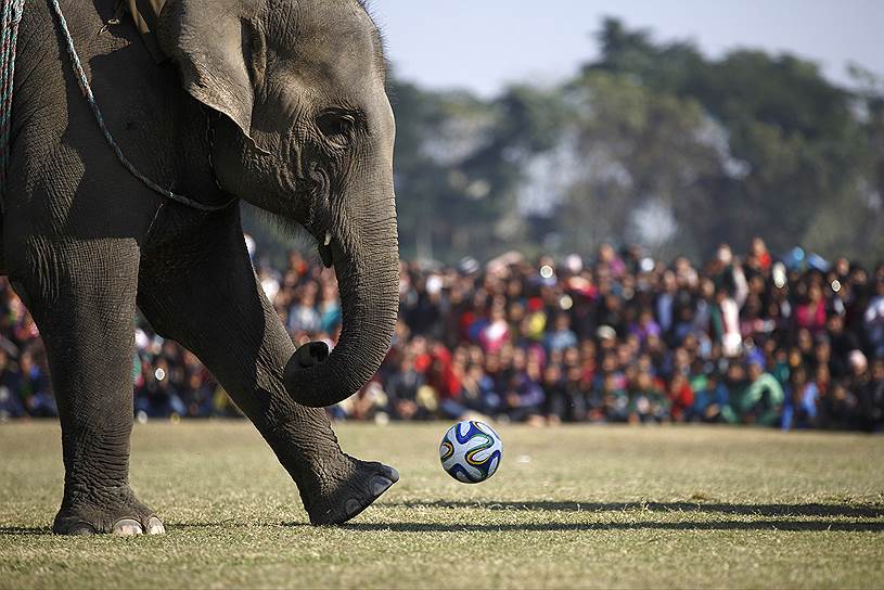 Селение Саураха, Непал. Футбольный матч с участием слонов во время ежегодного фестиваля в национальном парке Чивтан