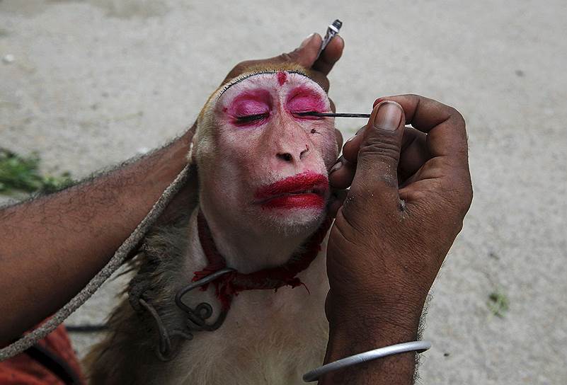 Карачи, Пакистан. Мужчина красит глаза обезьяне перед уличным представлением