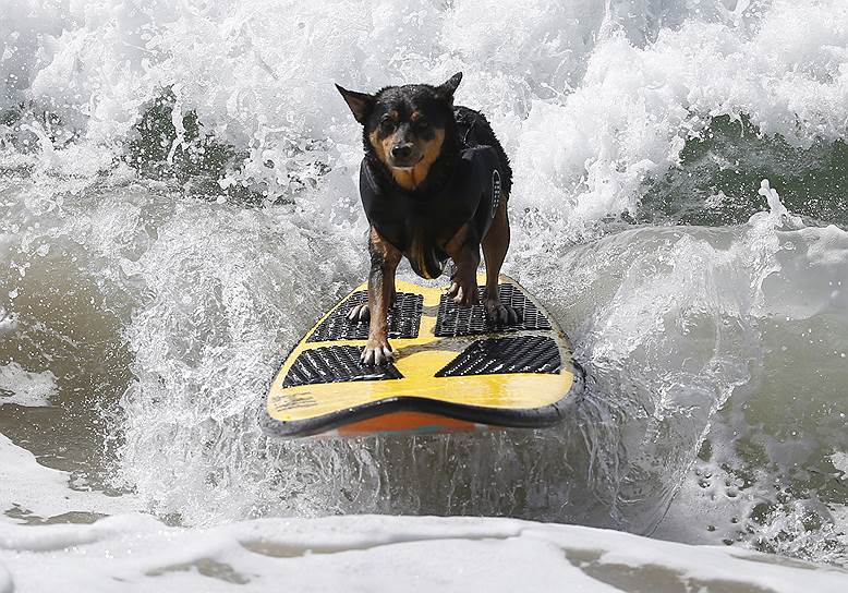 Калифорния, США. Соревнования по собачьему серфингу в Хантингтон-Бич