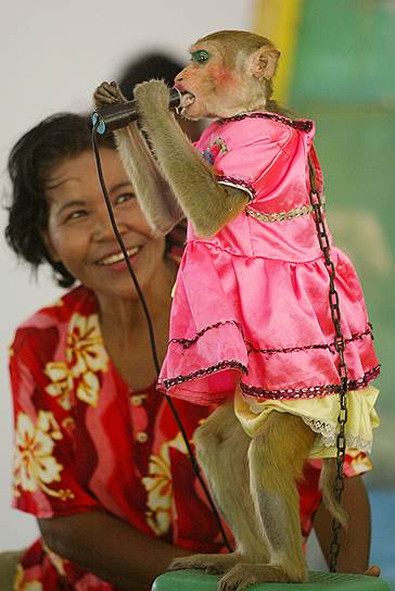 Провинция Лопбури, Таиланд. 17-летняя макака исполняет песню во время шоу обезьян