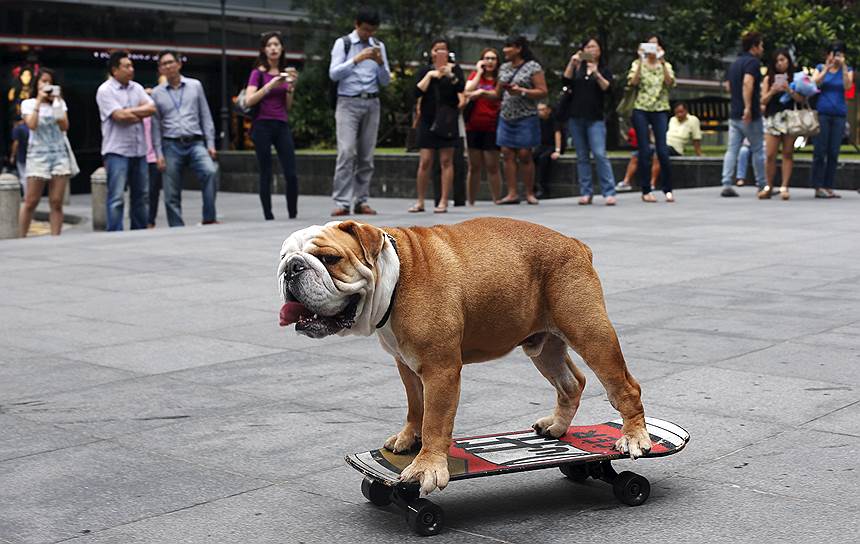 Сингапур. Британский бульдог Бобо катается на скейтборде в деловом центре города