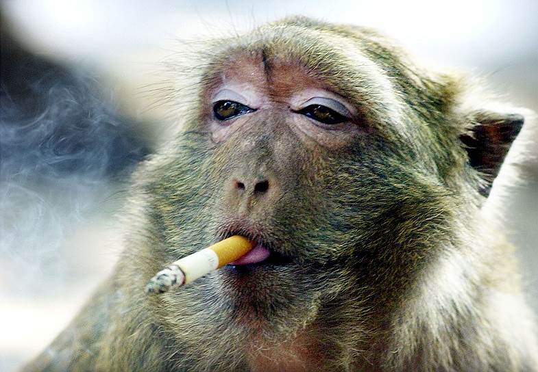 Бангкок, Таиланд. Обезьяна, пристрастившаяся к никотину, затягивается сигаретой в одном из храмов Канчанабури