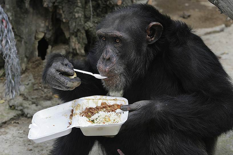 Кали, Колумбия. Шимпанзе ест обед ложкой в центре для животных Вилла Лорена