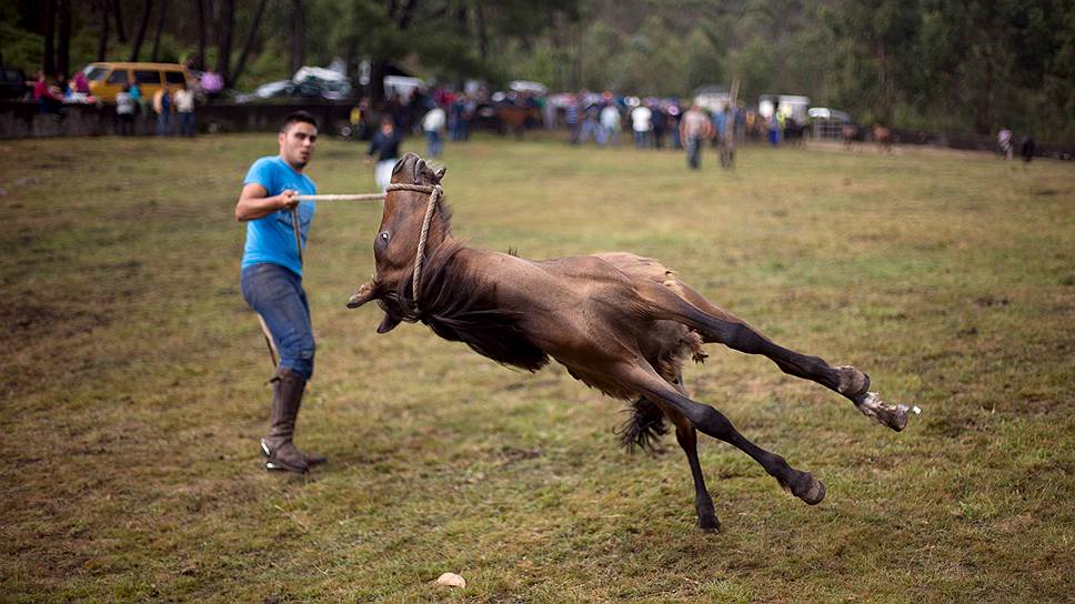 Моугас, Испания. Укрощение лошади на ежегодном фестивале Rapa das Bestas