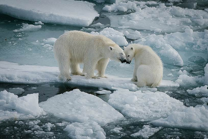По данным ученых, популяция белых медведей в Арктике может достигать 25 тысяч особей