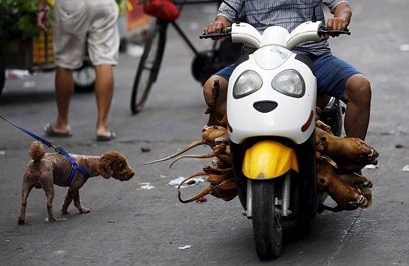 Юйлинь, Китай. Мужчина везет освежеванных собак для продажи на ежегодном фестивале собачьего мяса, которое местные жители поедают во время праздника солнцестояния