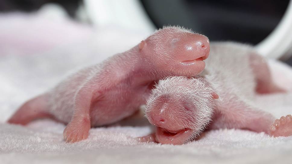 Чэнду, Китай. Новорожденные панды в исследовательском центре гигантских панд