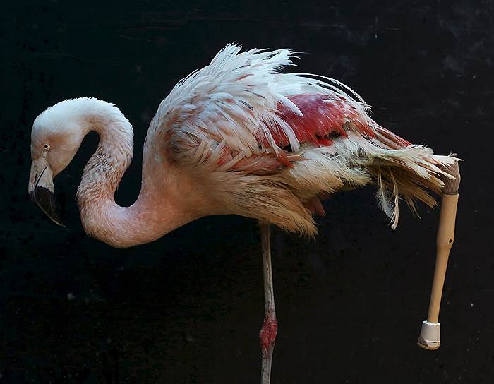 Сорокаба, Бразилия. Фламинго с протезом ноги в городском зоопарке
