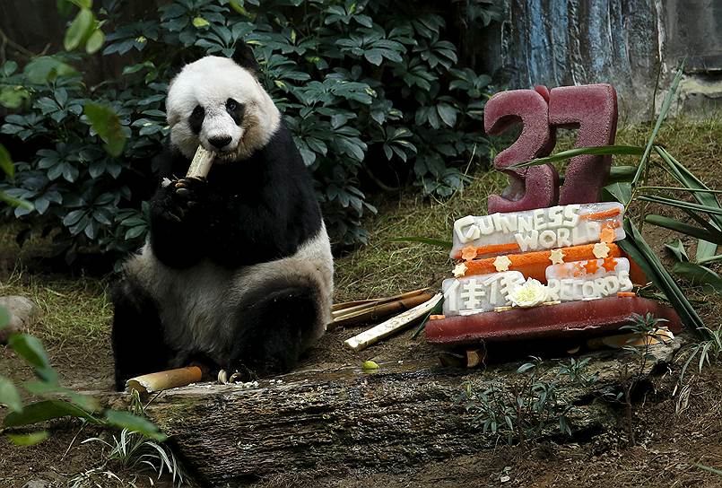 Гонконг, Китай. Гигантская панда-долгожитель Цзя-Цзя празднует свой 37-й день рождения рядом с тортом из льда и овощей в городском зоопарке