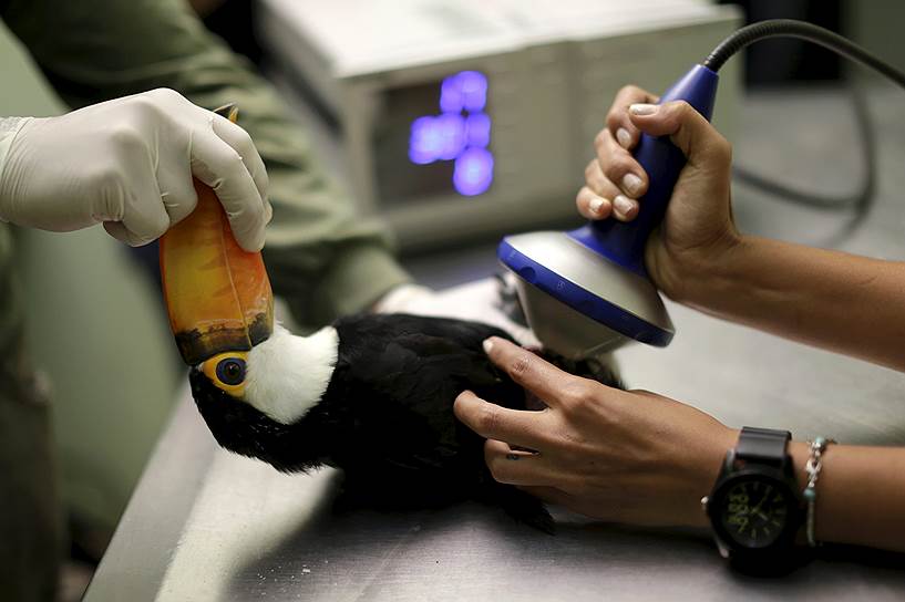 Как один из методов лечения переломов врачи ветеринарной клиники при бразильском зоопарке используют ударно-волновую терапию