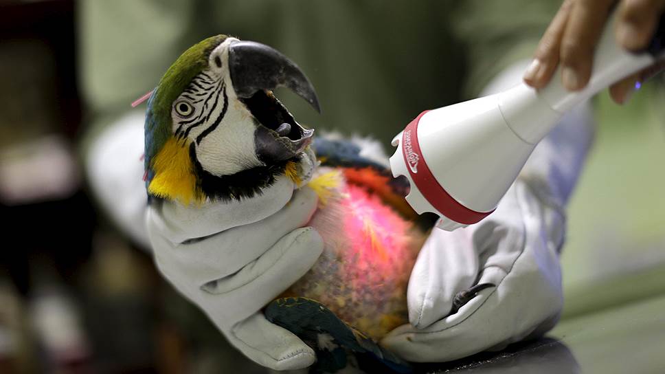 Синегорлый ара проходит процедуру лазерной терапии