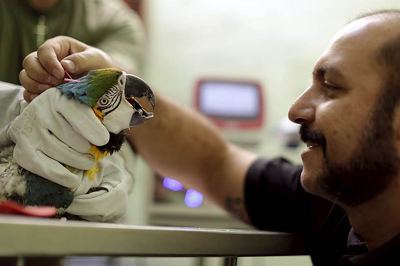 Синегорлый ара, проходящий процедуру иглоукалывания