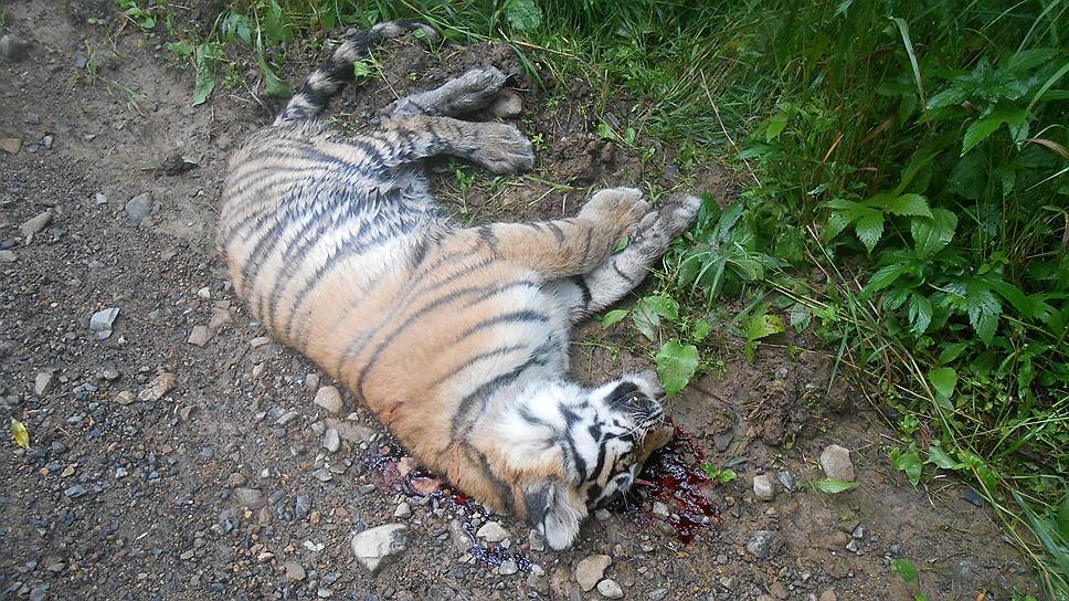Президента попросили  расследовать убийство тигра