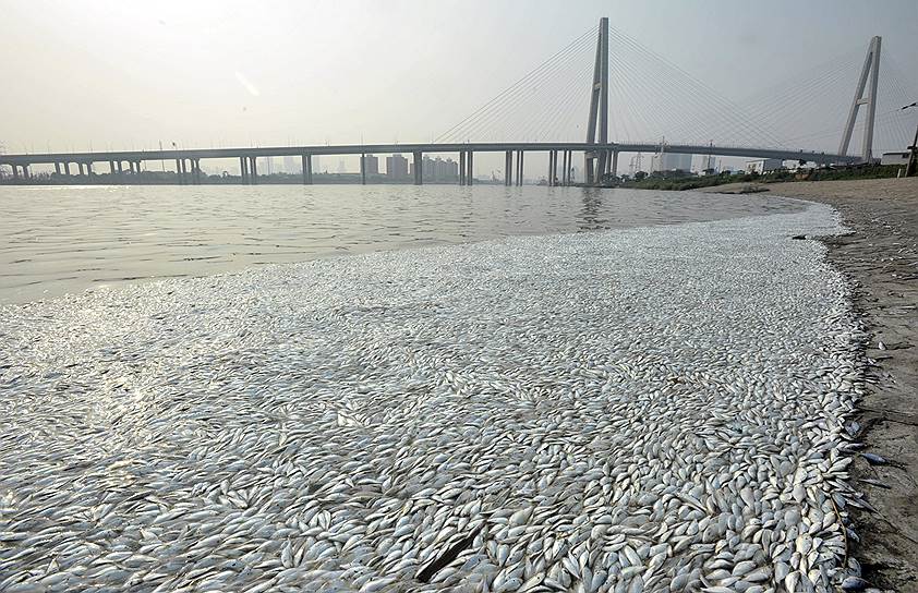 Тяньцзинь, Китай. Мертвая рыба на берегу реки Хэйхэ