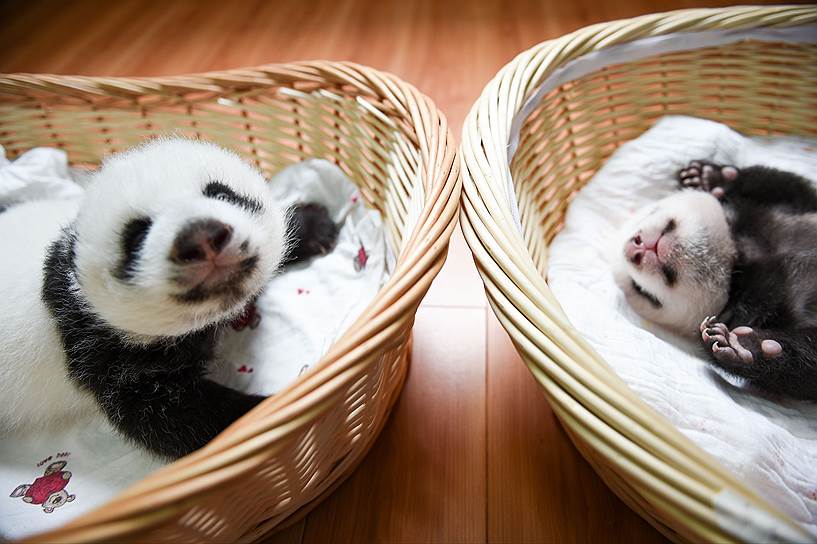 Яань, Китай. Центр размножения гигантских панд впервые показал десятерых своих подопечных, родившихся в этом году