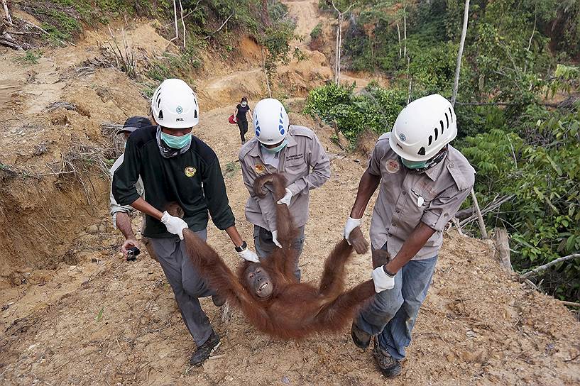 Северная Суматра, Индонезия. Спасатели несут  самку орангутанга