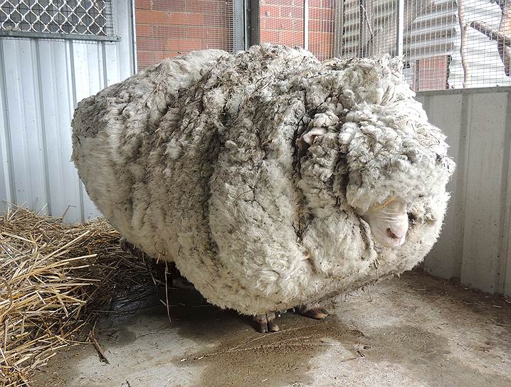 Канберра, Австралия. Австралийский баран Крис, потерявшийся два года назад, сегодня был впервые пострижен — с него сняли более 40 кг шерсти