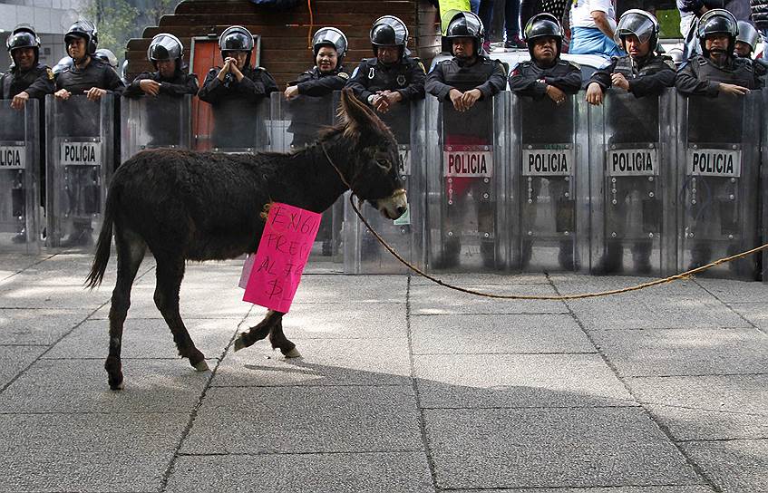5 ноября 2013 года. Мексиканские фермеры, недовольные аграрной политикой властей, в ходе протеста привели на центральную площадь столицы животных