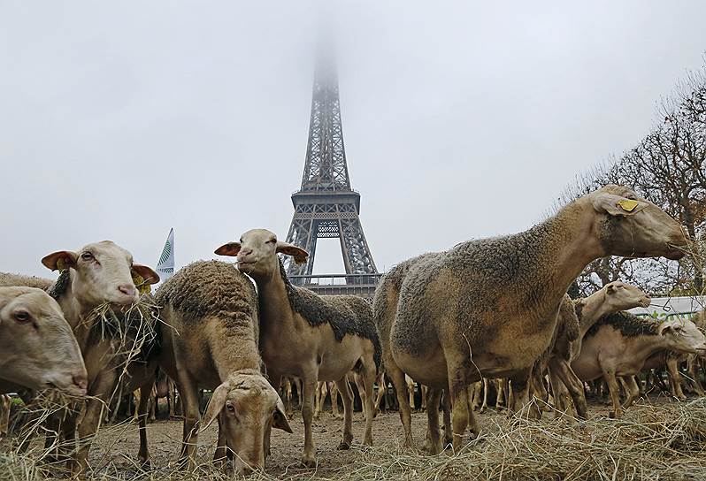 27 ноября 2014 года. Французские фермеры привели к подножию Эйфелевой башни в Париже несколько десятков овец, требуя ужесточить меры по борьбе с нападением волков на домашний скот