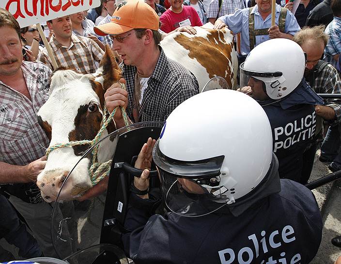 25 мая 2009 года. Сотни фермеров устроили митинг в центре Брюсселя из-за резкого падения закупочных цен на молоко. На манифестацию аграрии пришли вместе с коровами