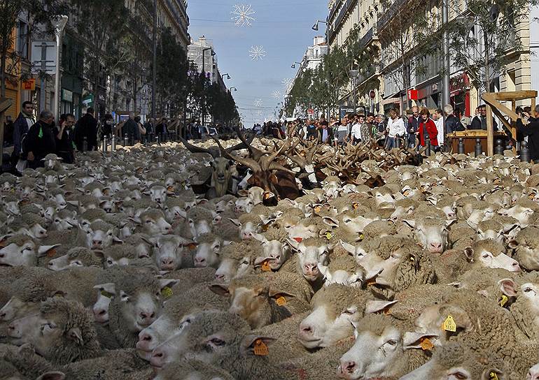 9 ноября 2008 года. Французские животноводы вывели тысячи овец на улицы Марселя, призывая общественность уделить внимание кризису в этой отрасли