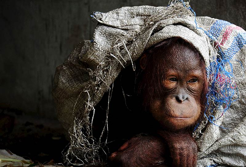 Кубу-Райа, Индонезия. Орангутан кутается в мешок в доме своего хозяина