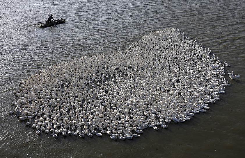 Провинция Цзянсу, Китай. Фермер на свой лодке пасет гусей 