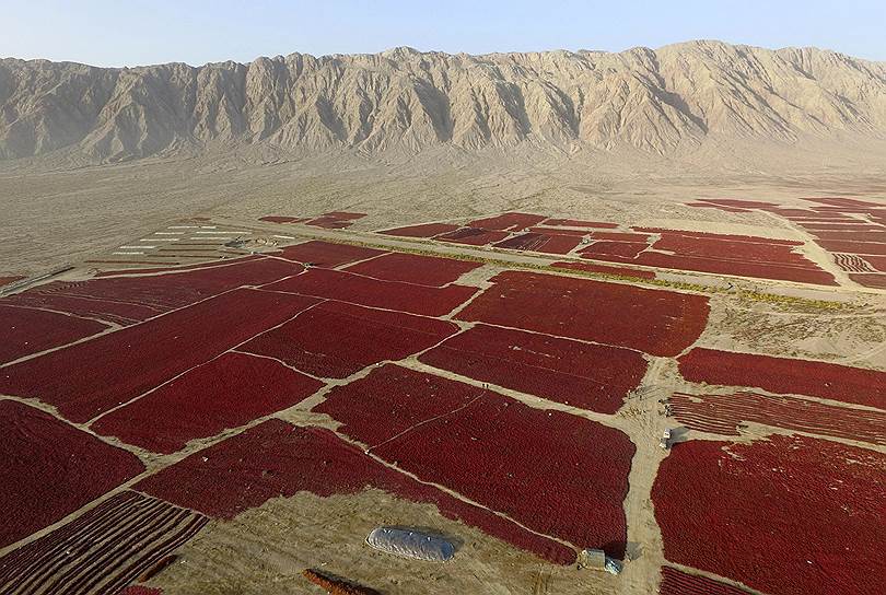 Синьцзян-Уйгурский автономный район, Китай. Урожай красного перца 