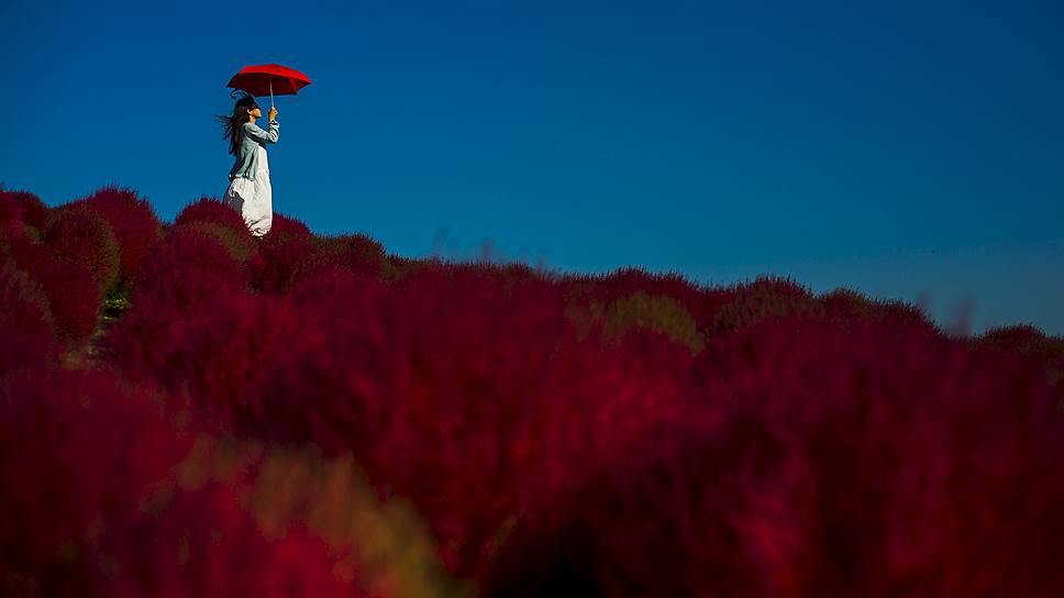 Хитати, Япония. Женщина на поле бассии в парке Хитати-Сисайд