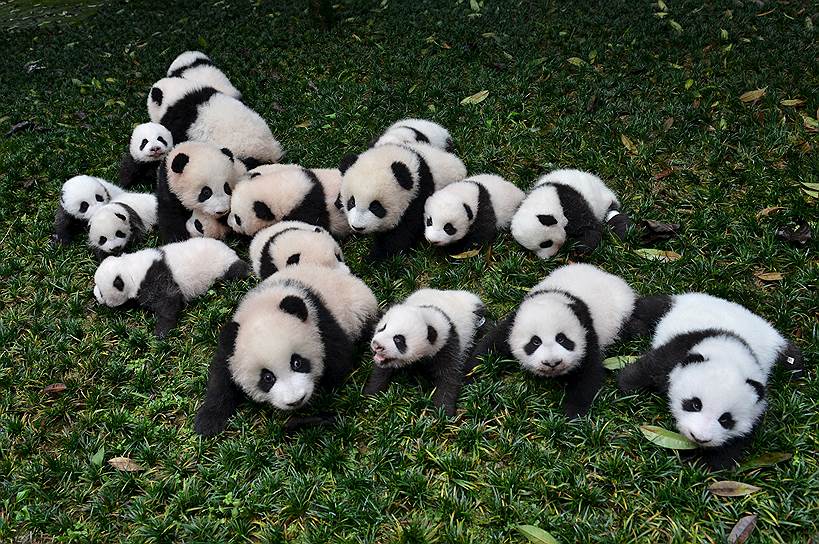 Яань, Китай. Панды, рожденные в 2015 году в центре разведения гигантских панд