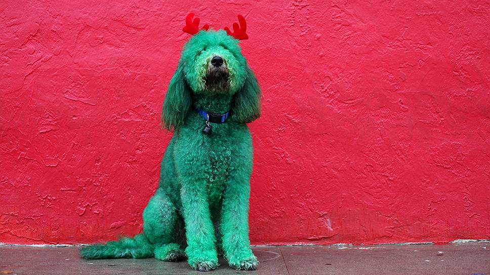 Эль-Пасо, США. Собака перед парадом в честь Дня благодарения