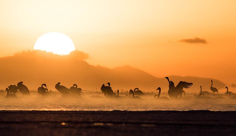 Провинция Цинхай, Китай. Лебеди на озере Цинхай на рассвете