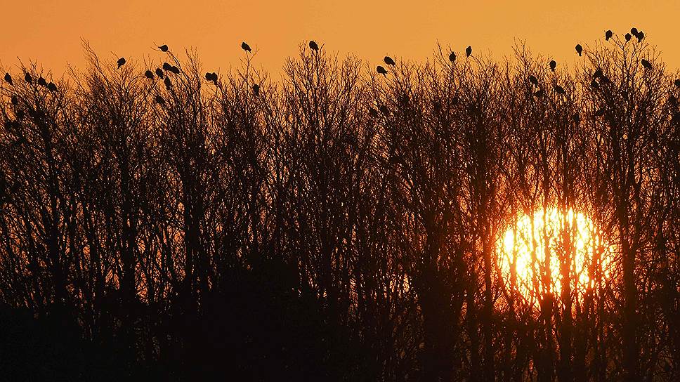 Снеттисхэм, Великобритания. Птицы на верхушках деревьев во время восхода солнца