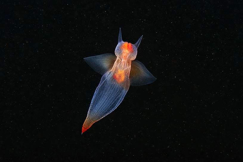 Фото: Александр Семенов. Номинация «Окружающая среда». Фотография из серии снимков о подводном мире северных морей