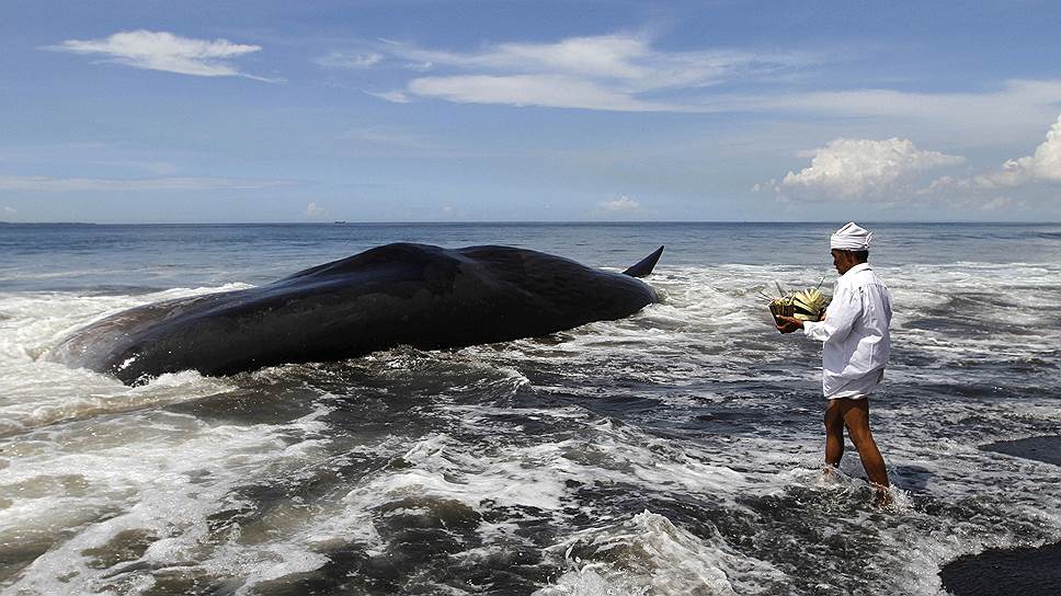 Денпасар, Индонезия. Священник подносит жертвования к телу кашалота, выброшенного на берег