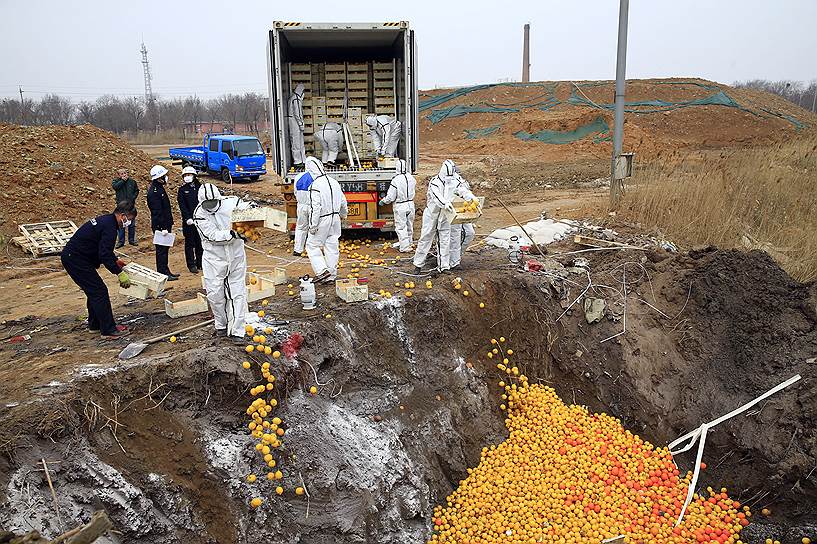 Тяньцзинь, Китай. Уничтожение 20 тонн некондиционных апельсинов и лимонов, импортированных из Испании