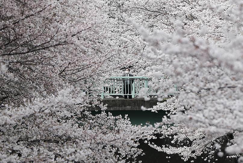 Цветение сакуры в Японии - Коммерсантъ