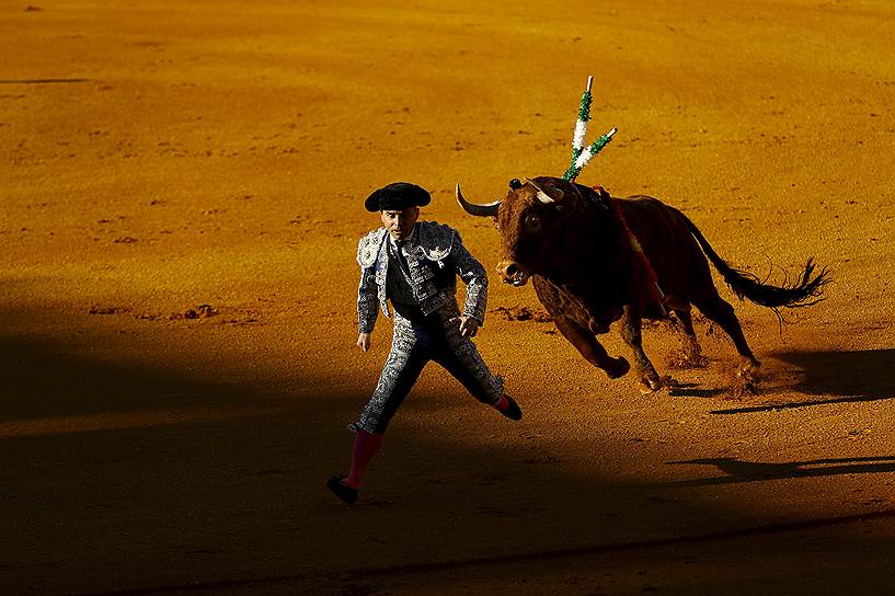 Севилья, Испания. Бандерильеро, убегающий от быка во время боя быков на арене «Маэстранса»