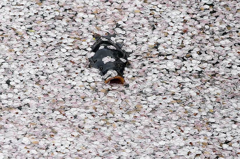 Токио, Япония. Карп в пруду, усыпанном лепестками цветов сакуры