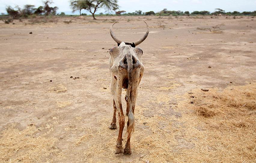 Оромия, Эфиопия. Сильнейшая засуха в Эфиопии стала причиной массовой гибели скота и потери урожая