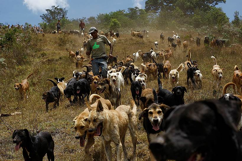 Алахуэла, Коста-Рика. Собаки бегут по склону специального заповедника для бродячих собак, который финансируется за счет пожертвований