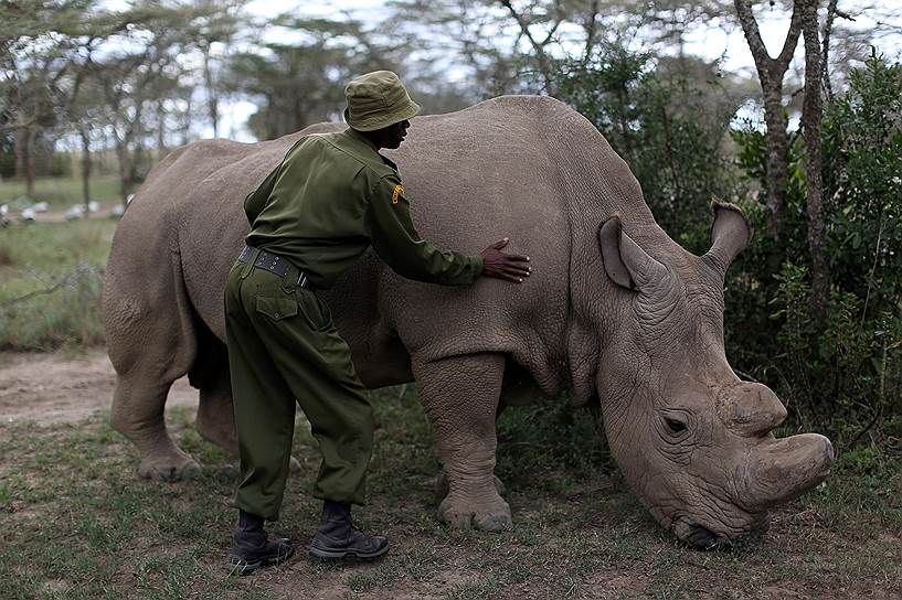 Наньюки, Кения. Сотрудник заповедника «Ол Педжет» гладит северного белого носорога. В мире осталось всего три представителя этого подвида