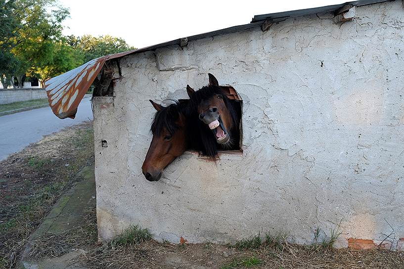 Понтоираклия, Греция. Стойло для лошадей в местной деревне