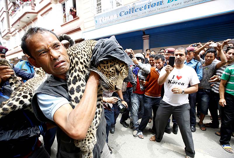 Катманду, Непал. Усыпленного леопарда выносят из дома местного жителя
