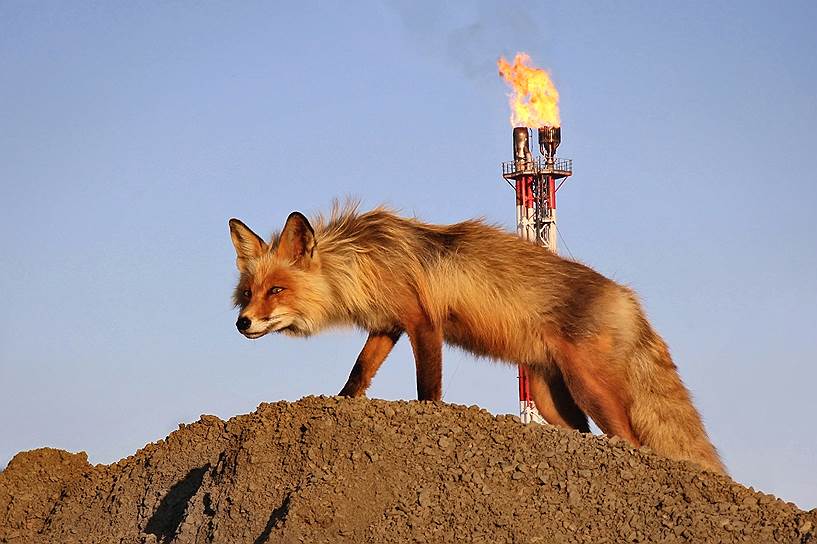 «Хозяйка огненной трубы»&lt;br>Сахалинская область, Ногликский район.&lt;br>Фотография сделана в июне 2010 года. Лисица является матерью двух лисят, которых она вывела на промышленной площадке нефтегазовой компании