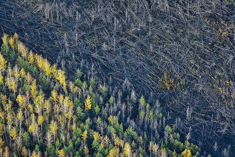 «Вырубка леса»&lt;br>Воронежская область.&lt;br>Фотография сделана с высоты 1000 метров. Несмотря на то, что леса являются возобновляемым ресурсом, скорость их вырубки слишком высока и не покрывается скоростью воспроизводства