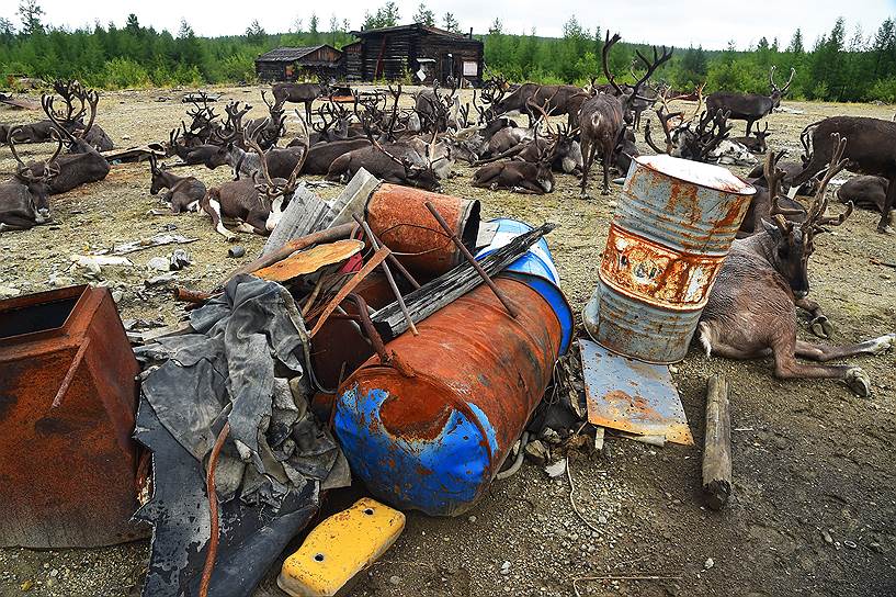 «Пора звонить в колокол»&lt;br>Южная Якутия, село Иенгра.&lt;br>Хрупкий мир оленеводов Южной Якутии находится под угрозой. Как говорят местные жители, пока жив олень – жив эвенк