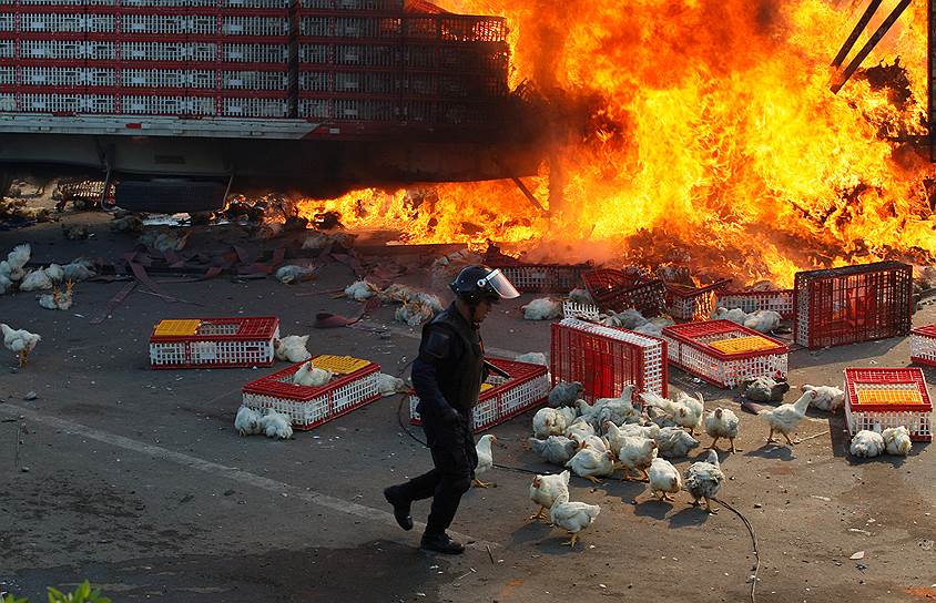 Оахака, Мексика. Полицейский стоит рядом с горящим грузовиком, перевозившим цыплят. В Мексике проходят протесты против президентской реформы образования