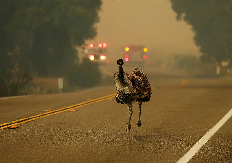 Потреро, США. Убегающий от сильного пожара в Калифорнии страус эму